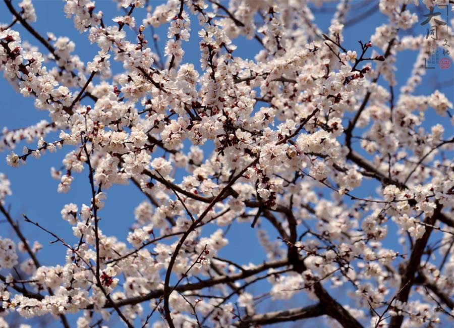大同文化修学基地