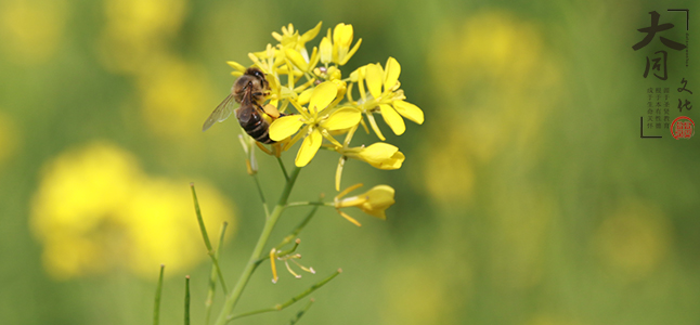 大同文化——花間夢事